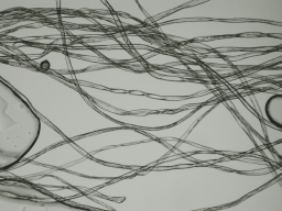 Numerous cotton fibers in the field of view.