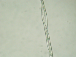 One cotton fiber image taken with microscope.